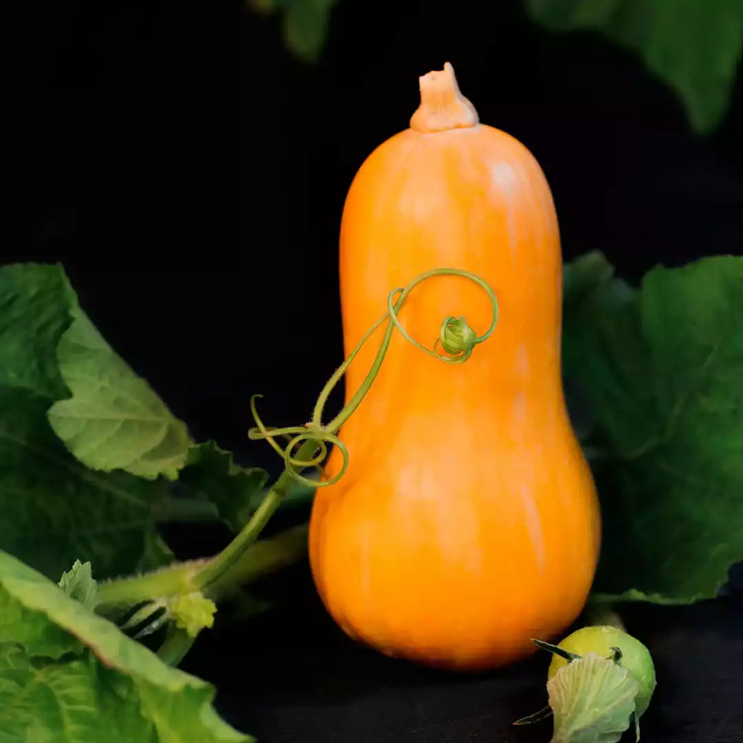 Calabaza Butternut