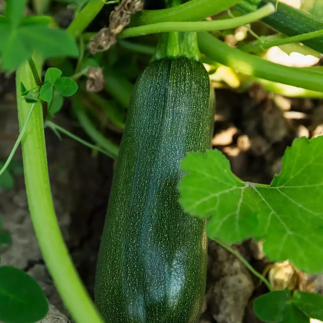 Calabaza Zucchini